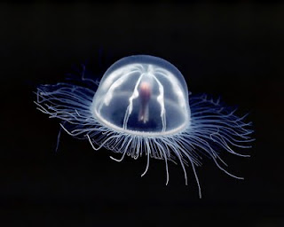      Box jellyfish 02.jpg